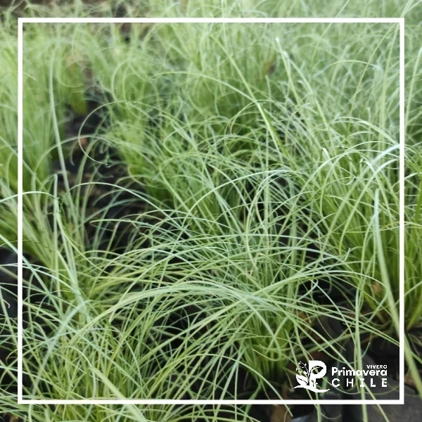 Carex Amazon