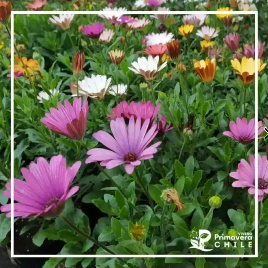 Osteospermum