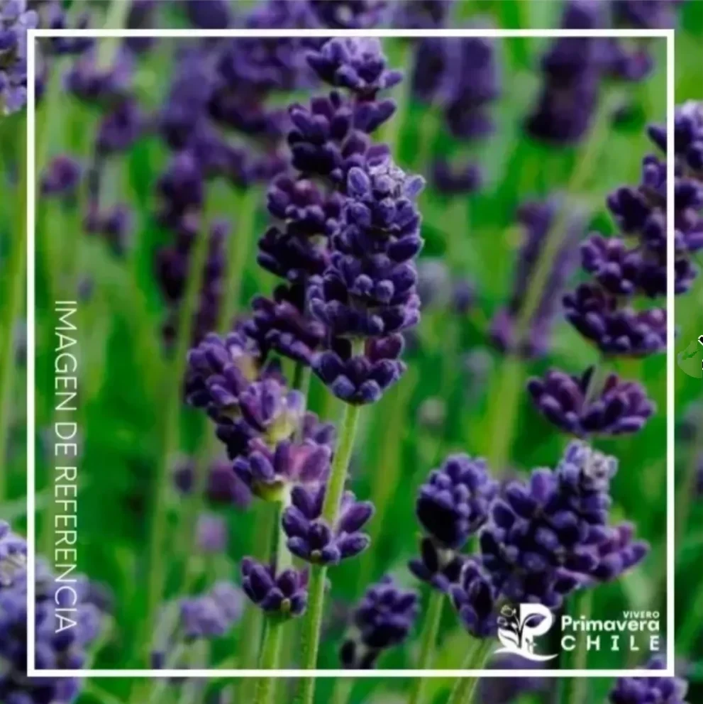 Lavanda Lavance