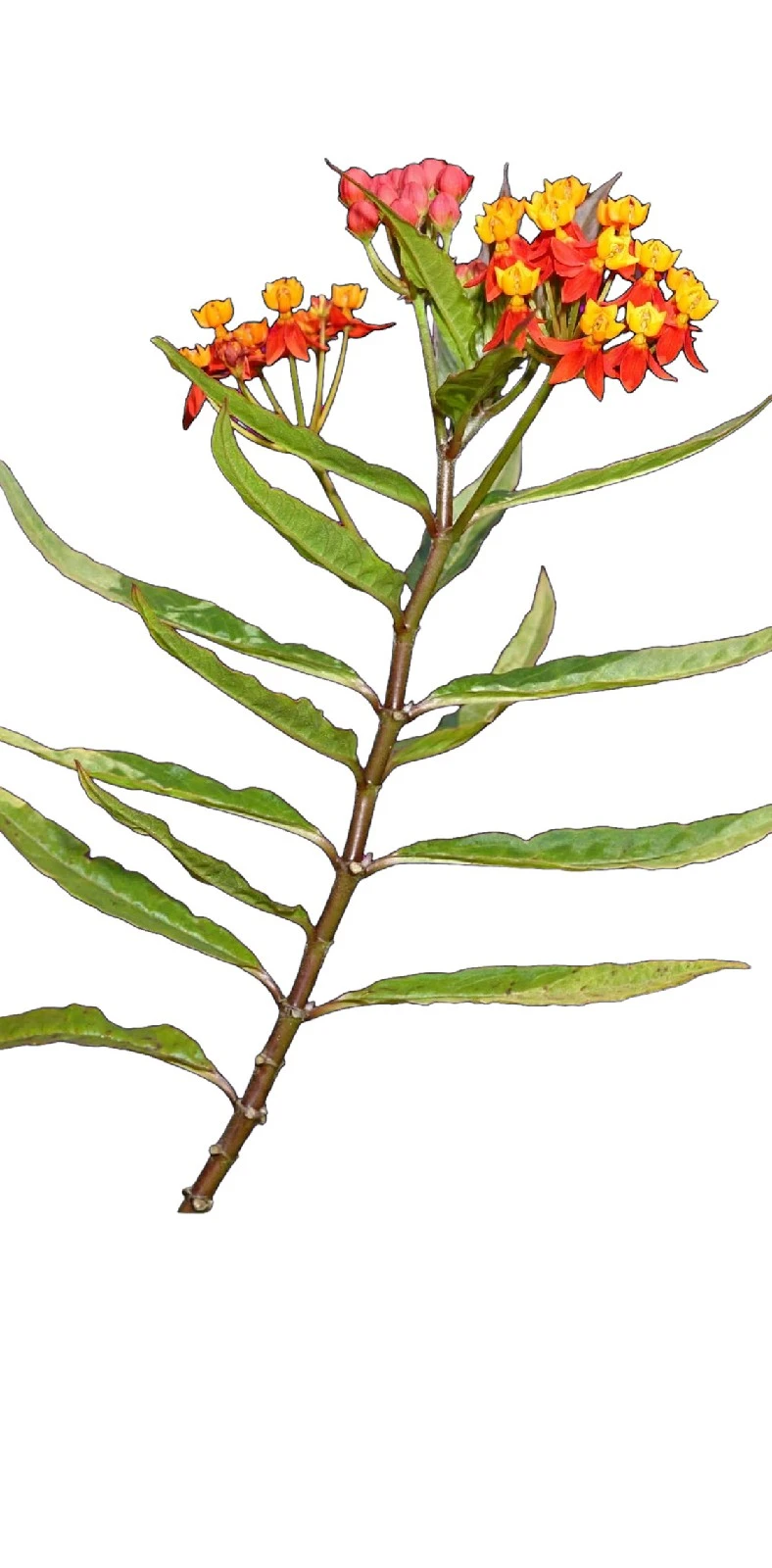 Asclepia atrae mariposas