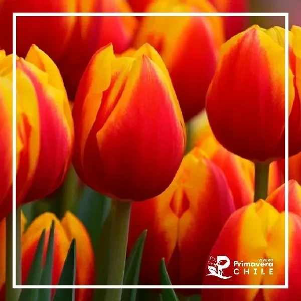 Bulbo Tulipán Color al Azar