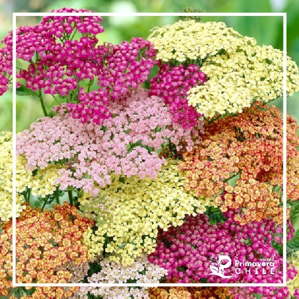 Achillea - Milenrama