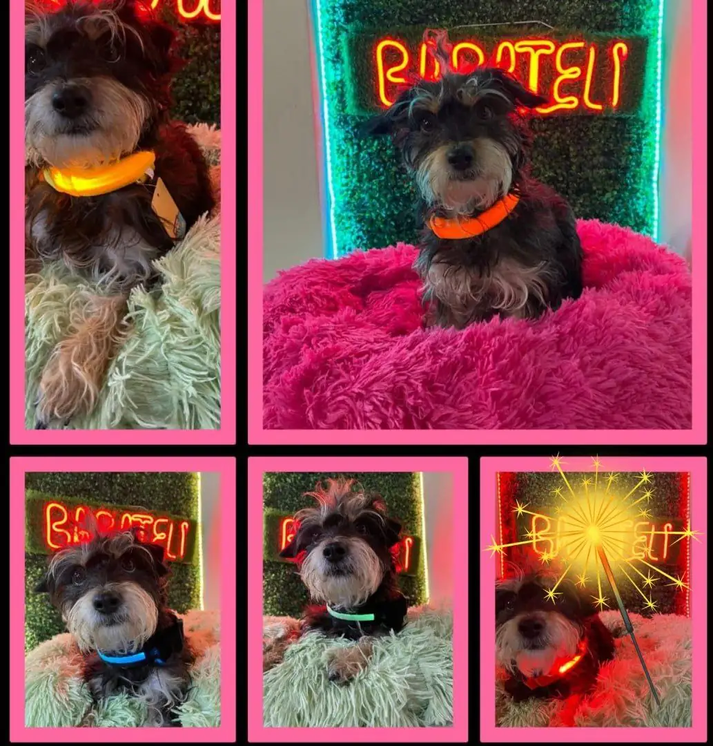 COLLAR LED para mascotas
