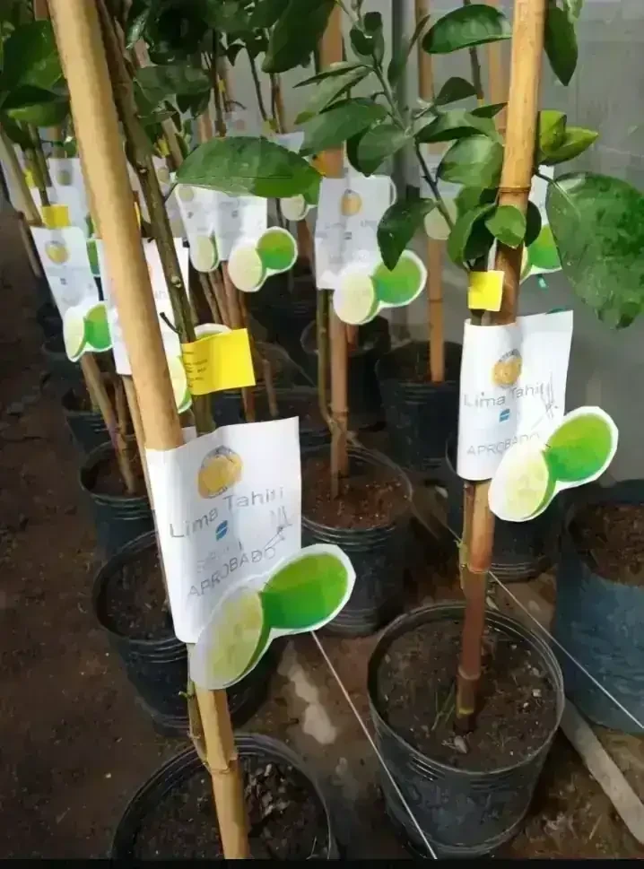 Lima Tahití Grande  3