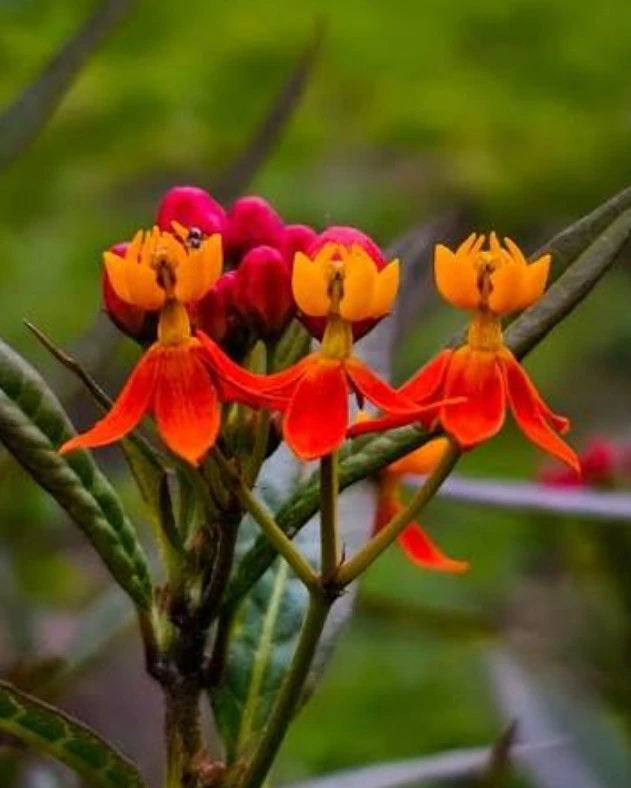 Asclepia atrae mariposas 2