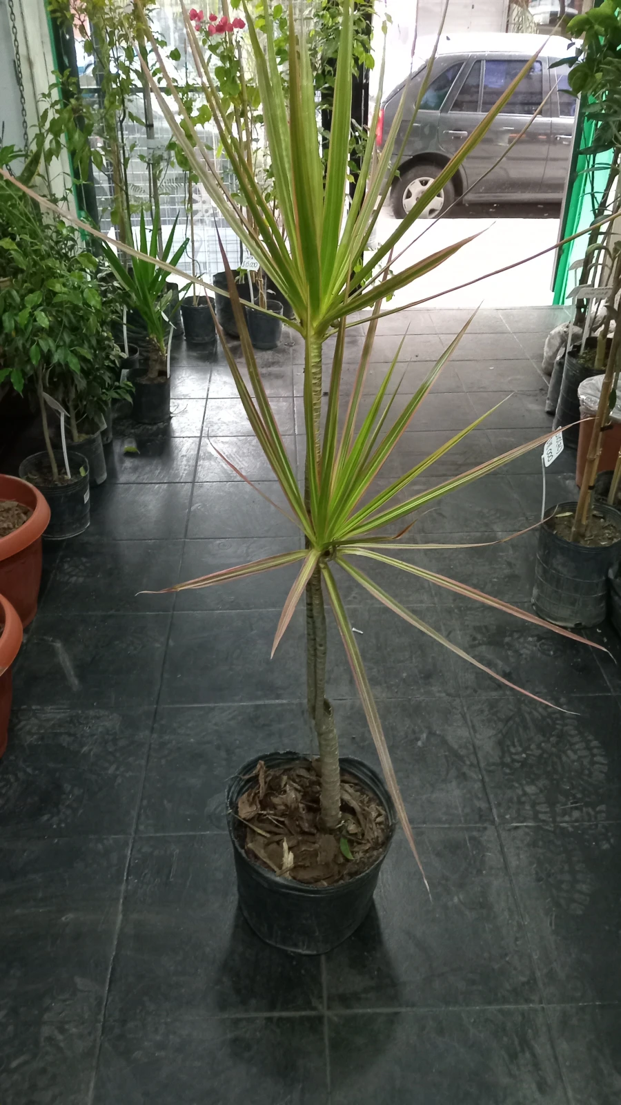 Dracena Multicolor  2