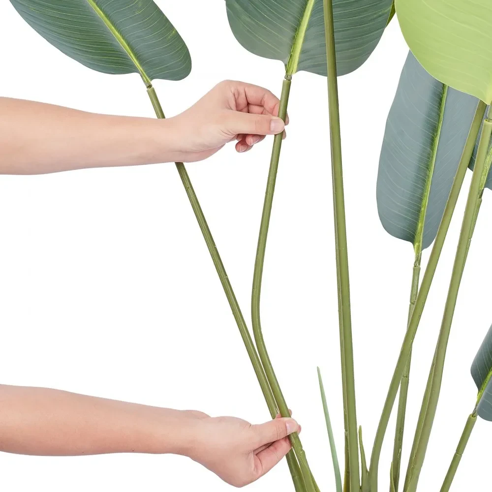 Planta Palma de Viajero 150cm Hojas Amplias 4