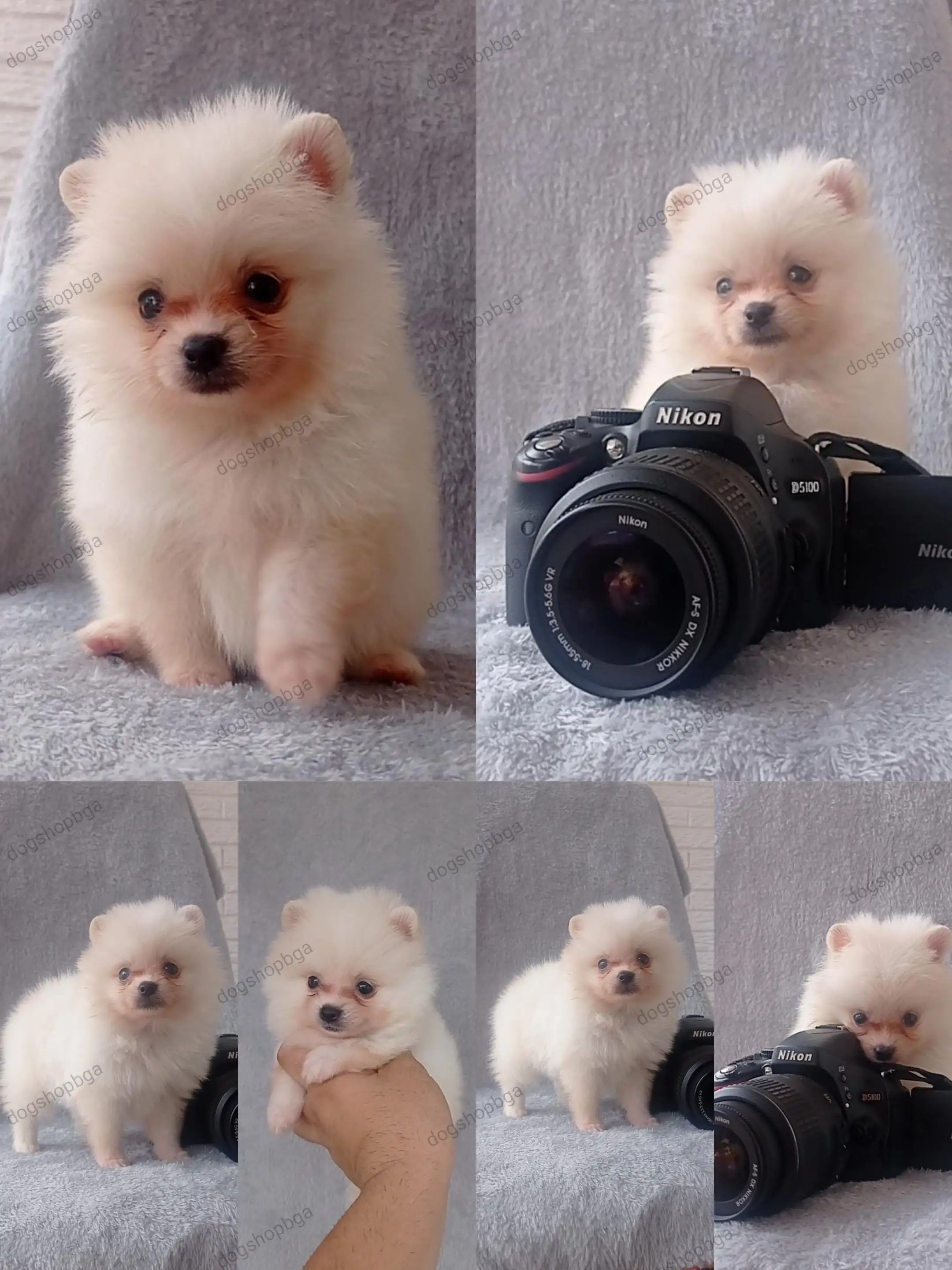 POMERANIA MACHO 💙
