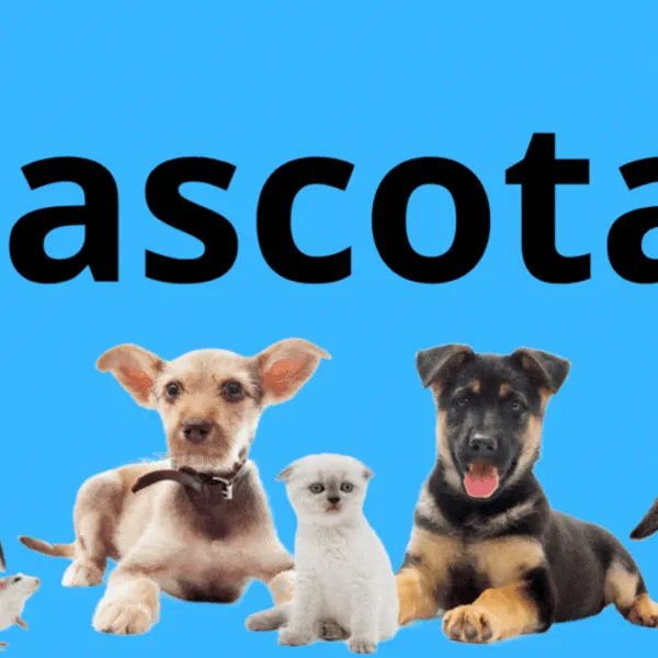 Accesorios para Gatos
