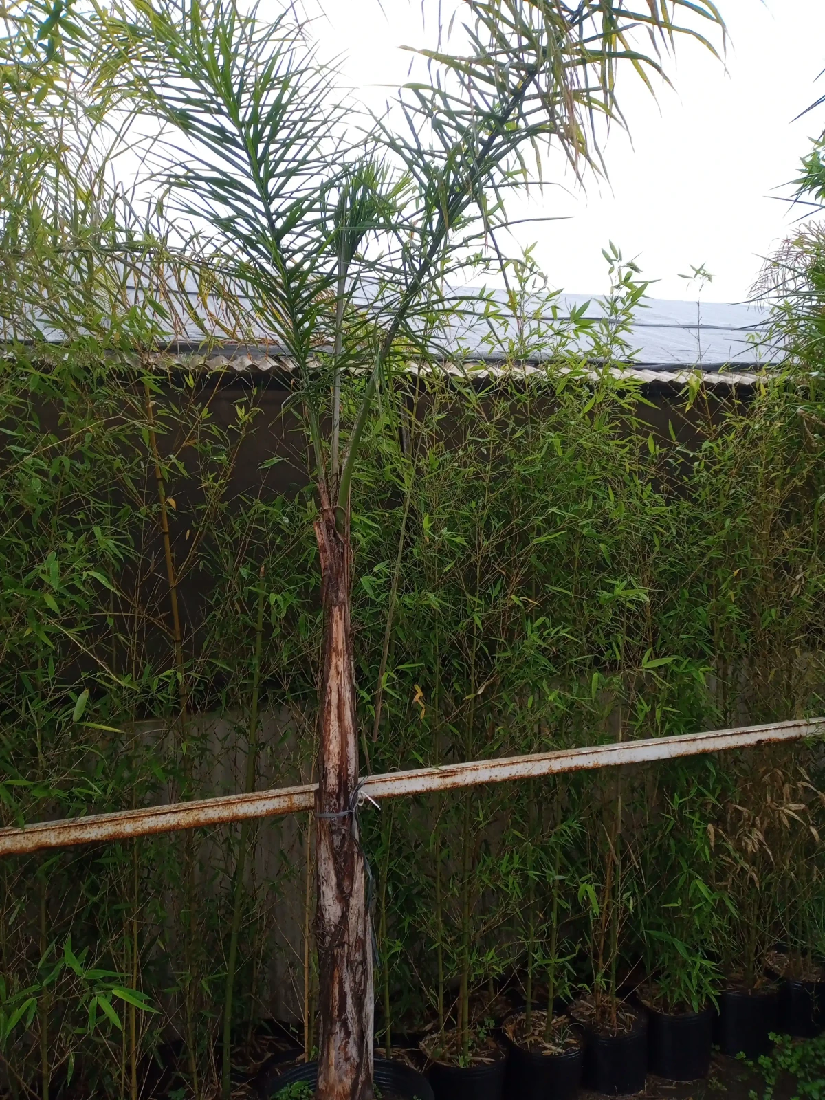 Palmera pindo
