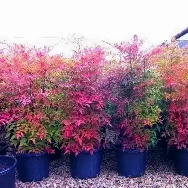 Nandina o Bambú Sagrado