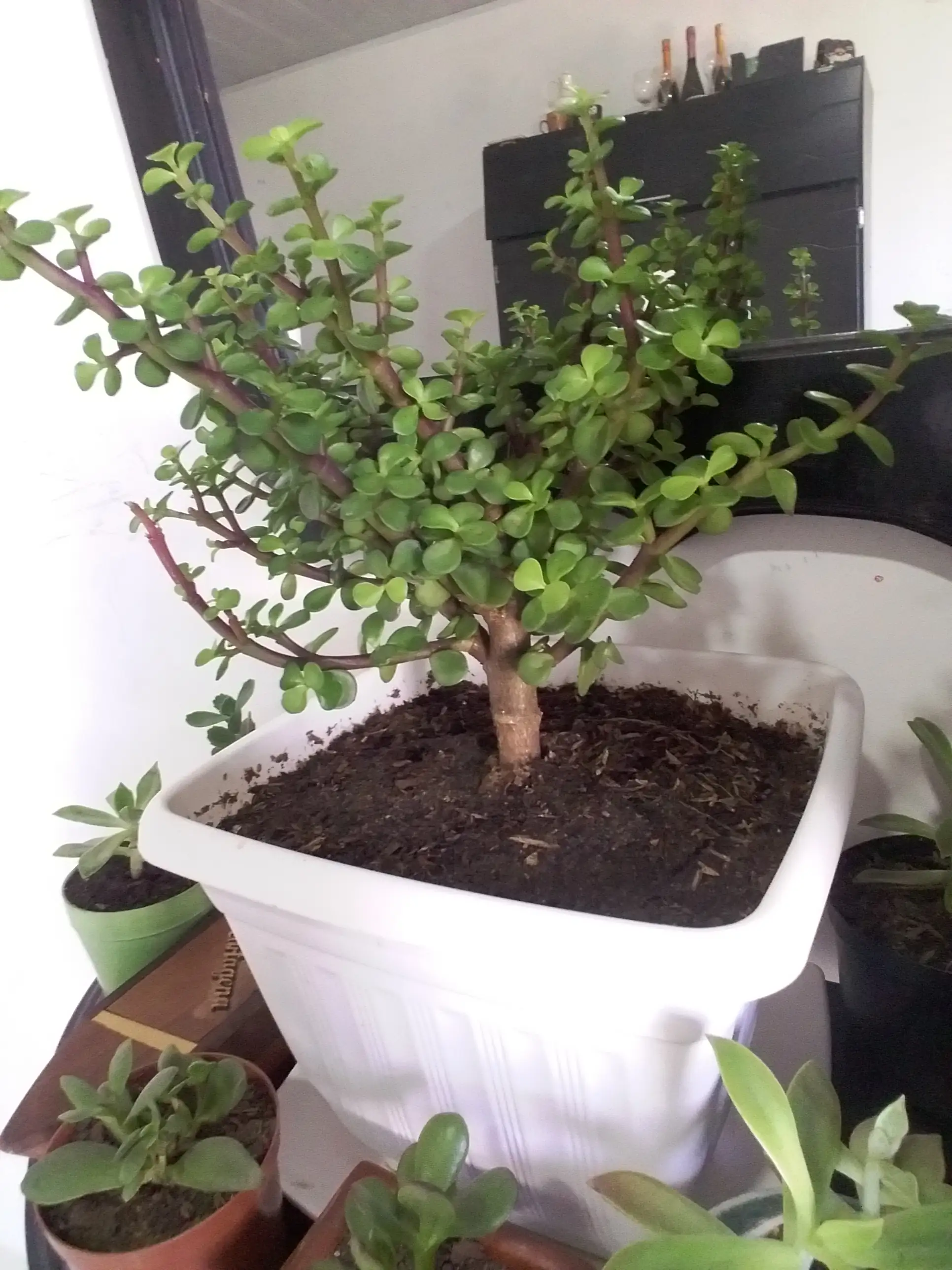  Bonsái Arbol de jade  4