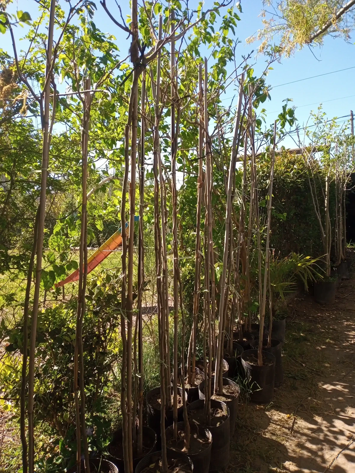 Acacia de Constantinopla  4