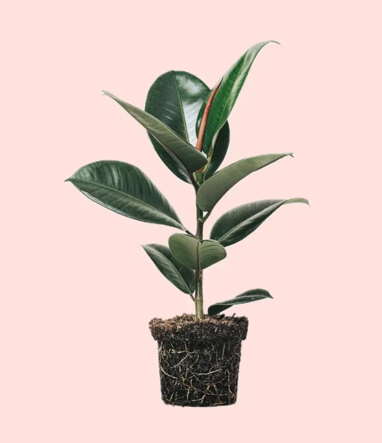 FICUS ELÁSTICA 