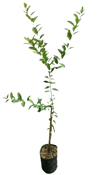 Limonero Sutil