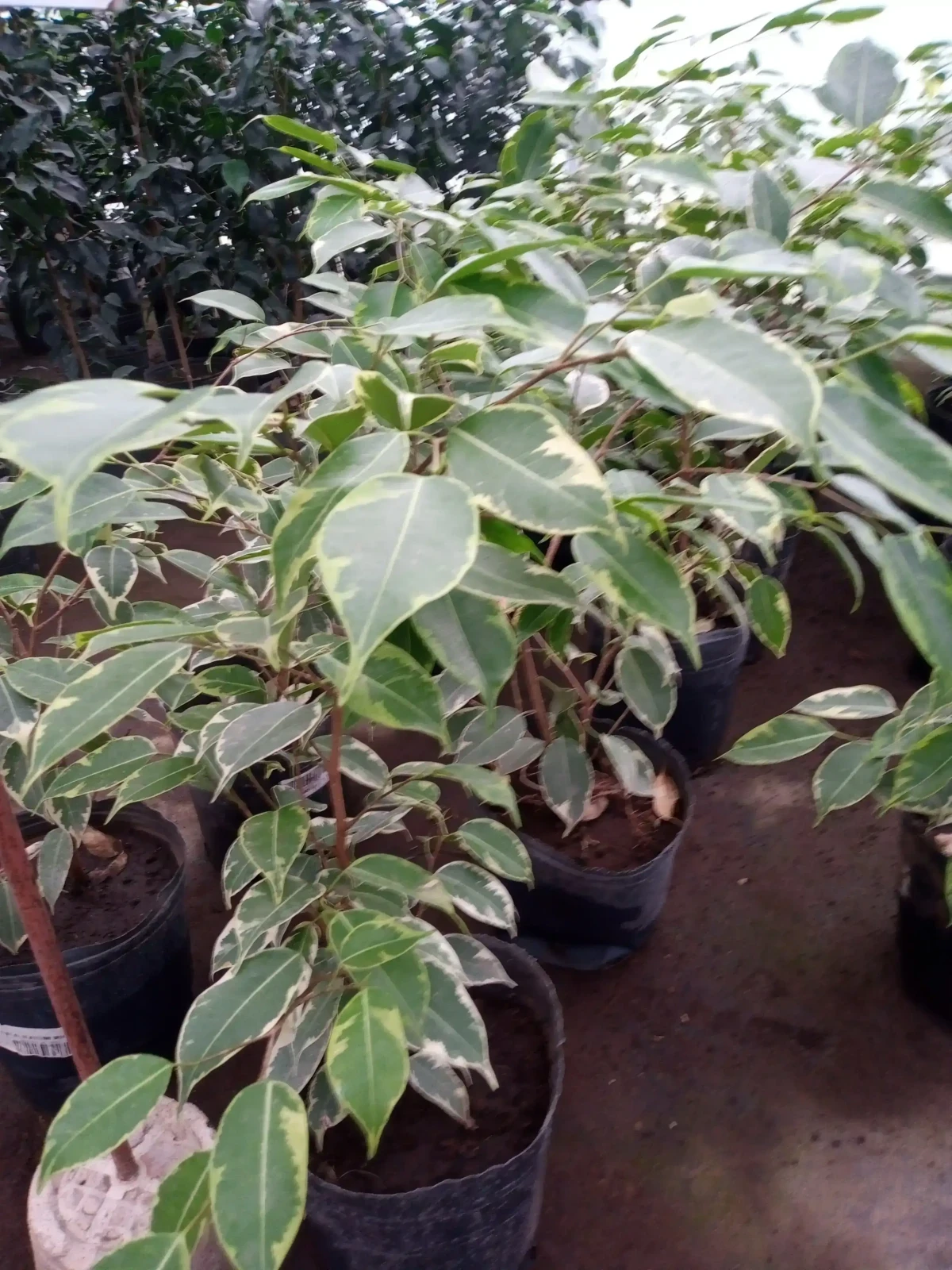 Ficus Amarillo  3