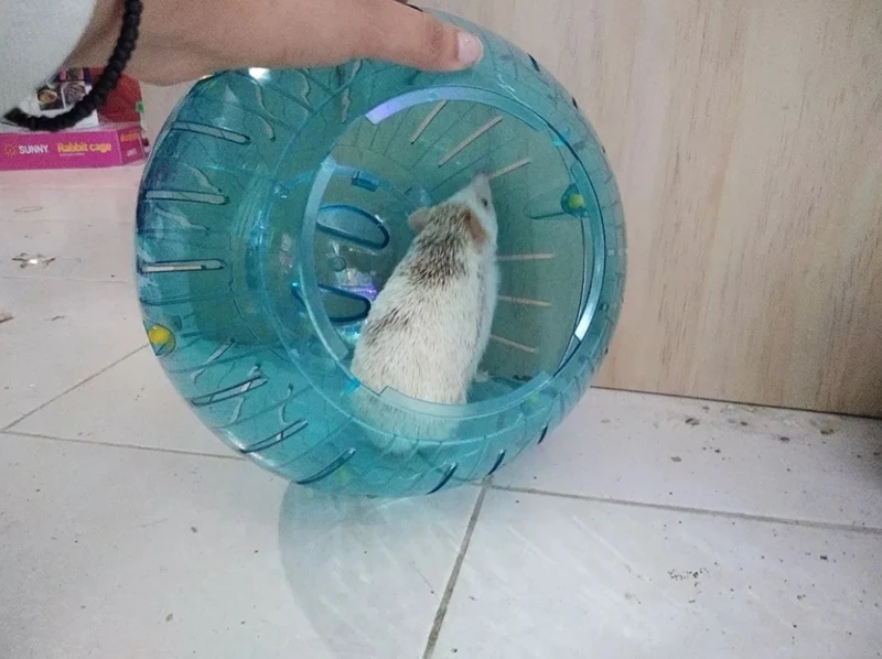 Juego Esfera Pvc para Erizo de 31cm Epe-50 3