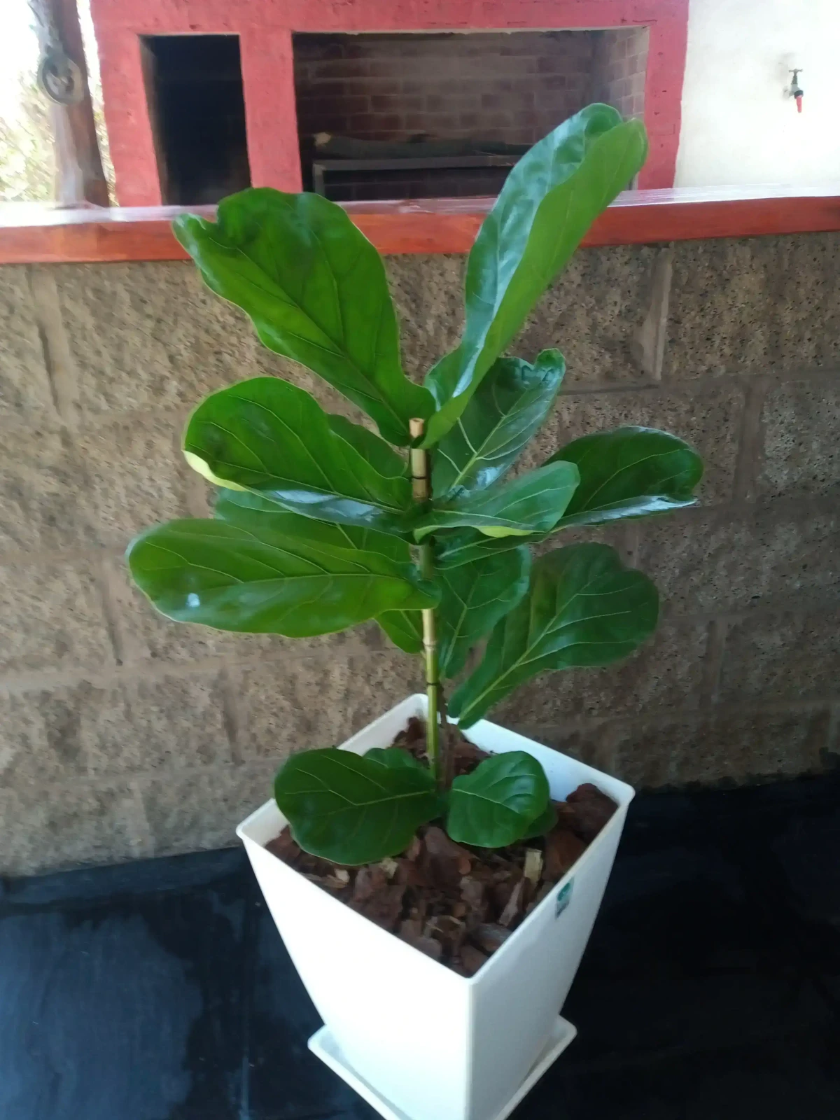 Ficus Pandurata en Maceta  2