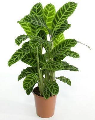 Calatea 2