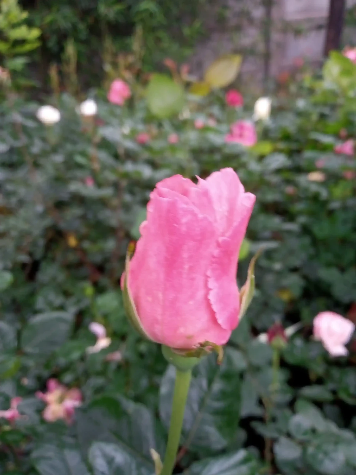 Rosas (Roja,blanca,rosada o amarilla) 3