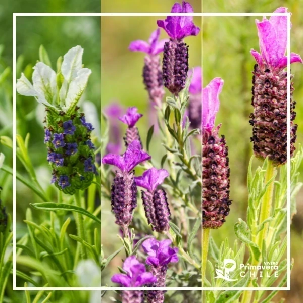 Lavanda Stoecha