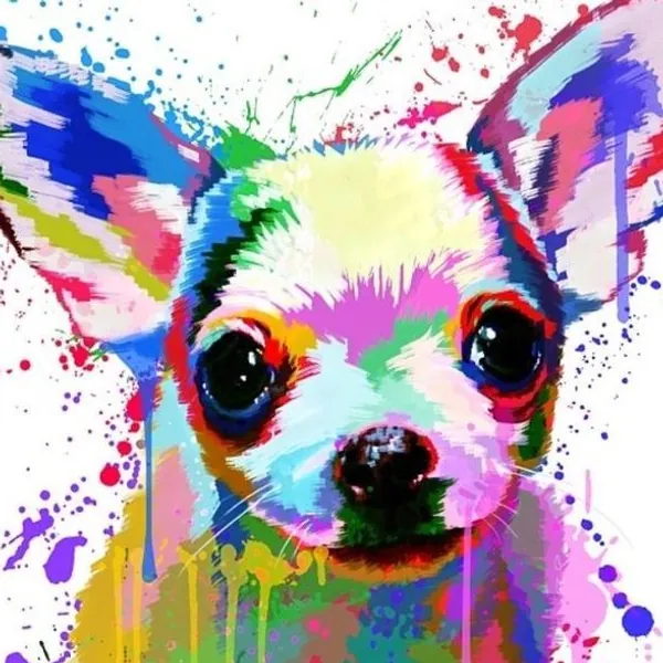 Chihuahuas