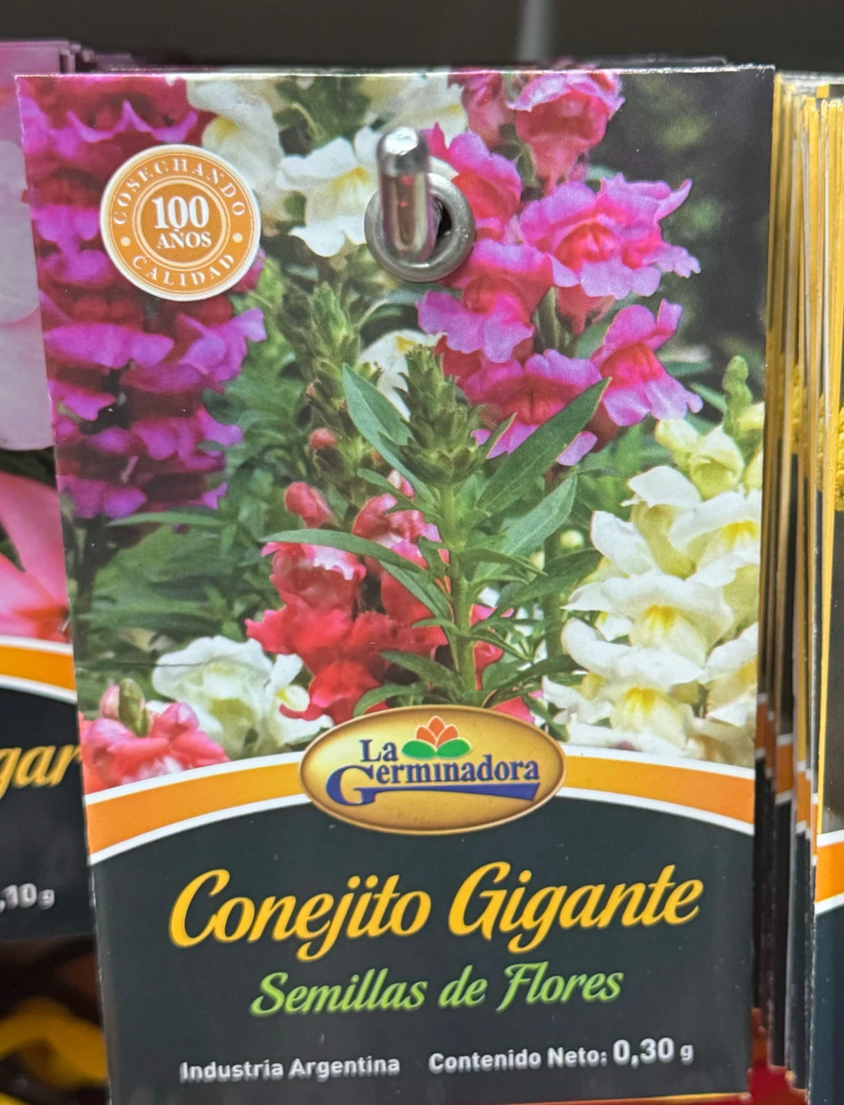 Conejito gigante 