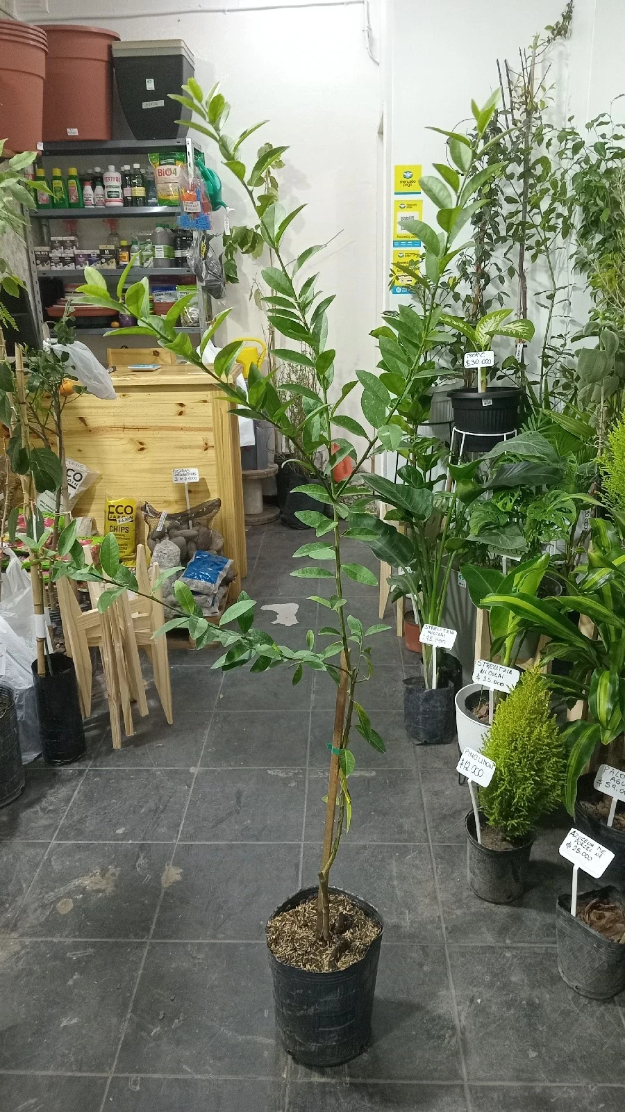 Limonero Sutil 2