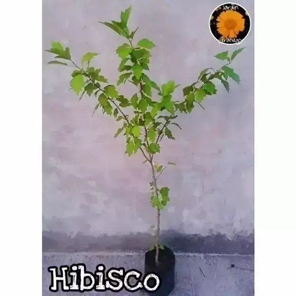 Hibisco 2