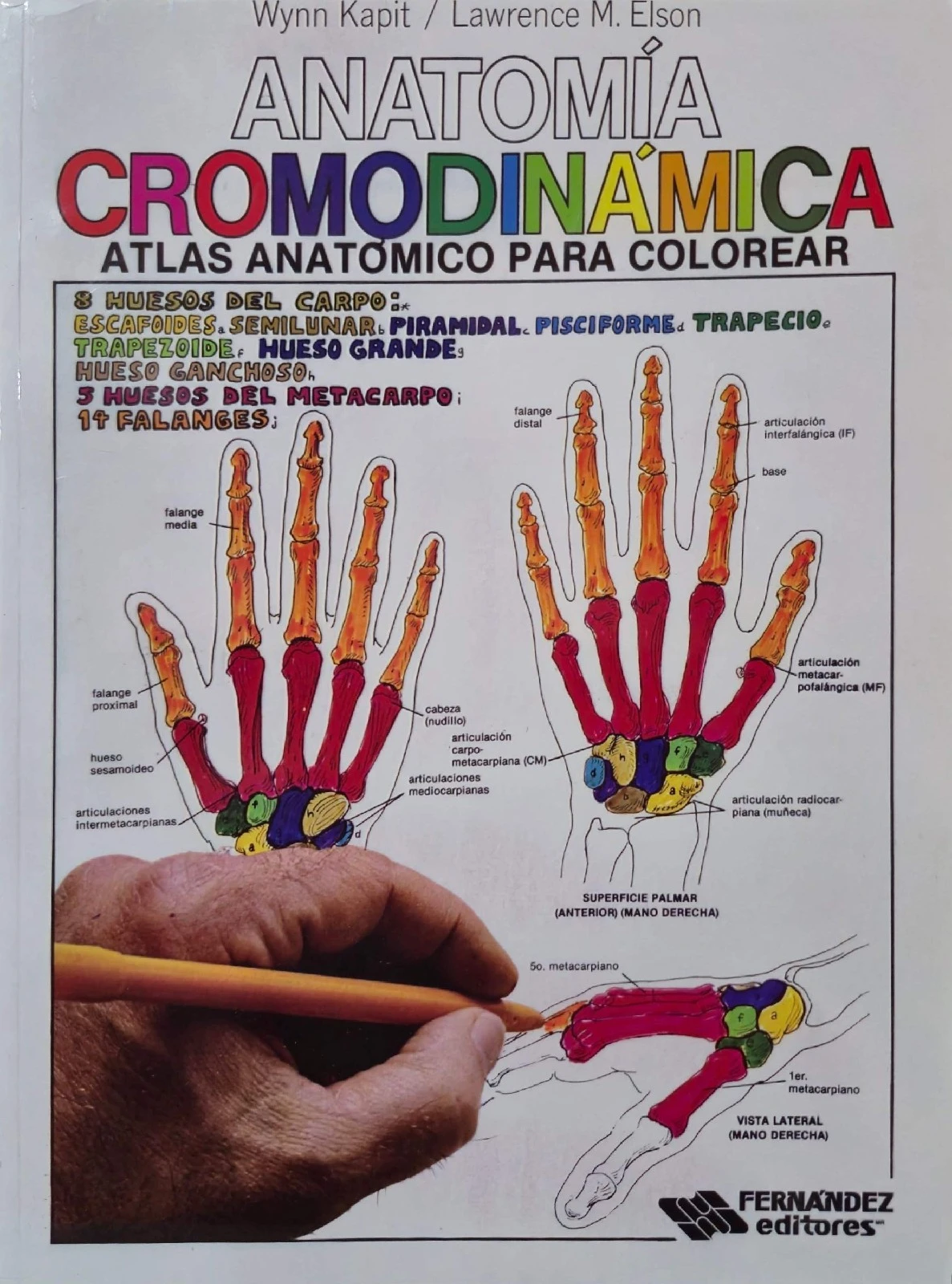 ANATOMIA CROMODINAMICA PARA COLOREAR 