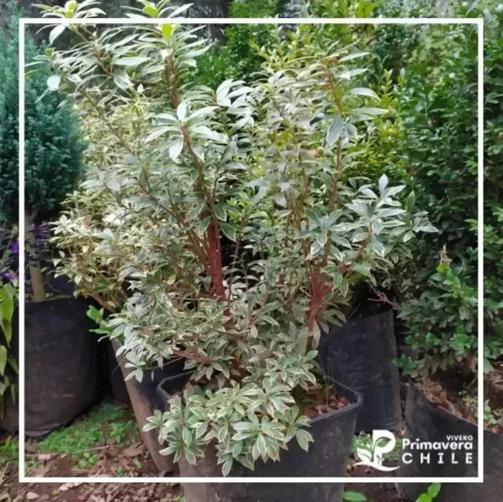 Piery Japónico Variegado Enano