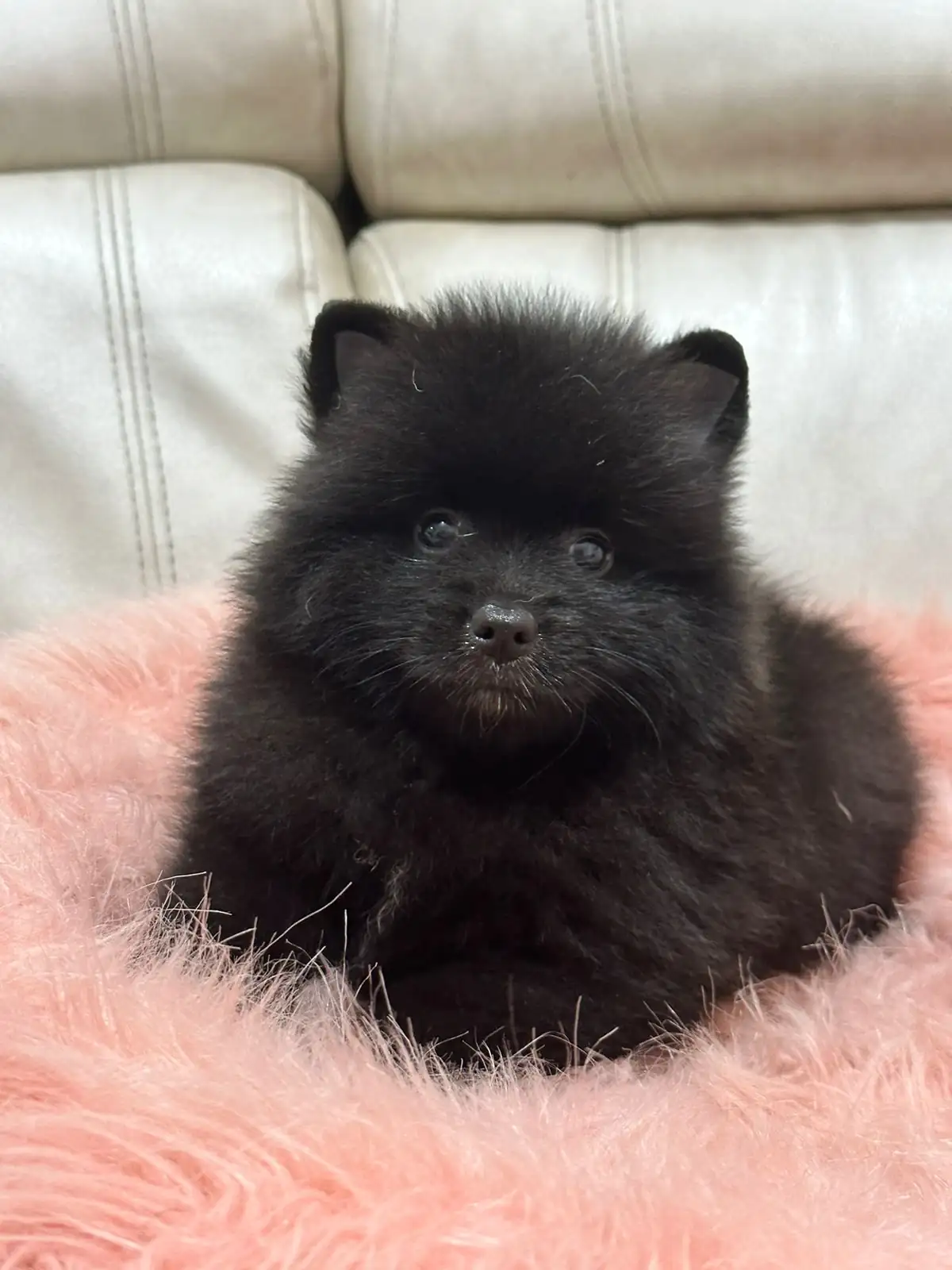 POMERANIA HEMBRA 🎀