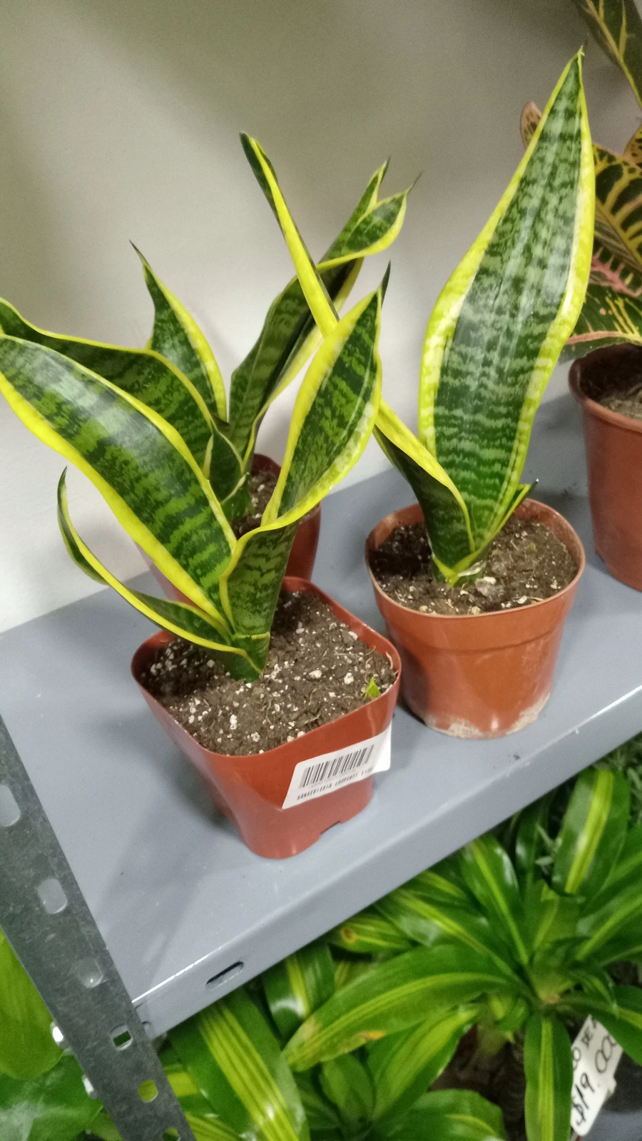 Lengua Sansevieria