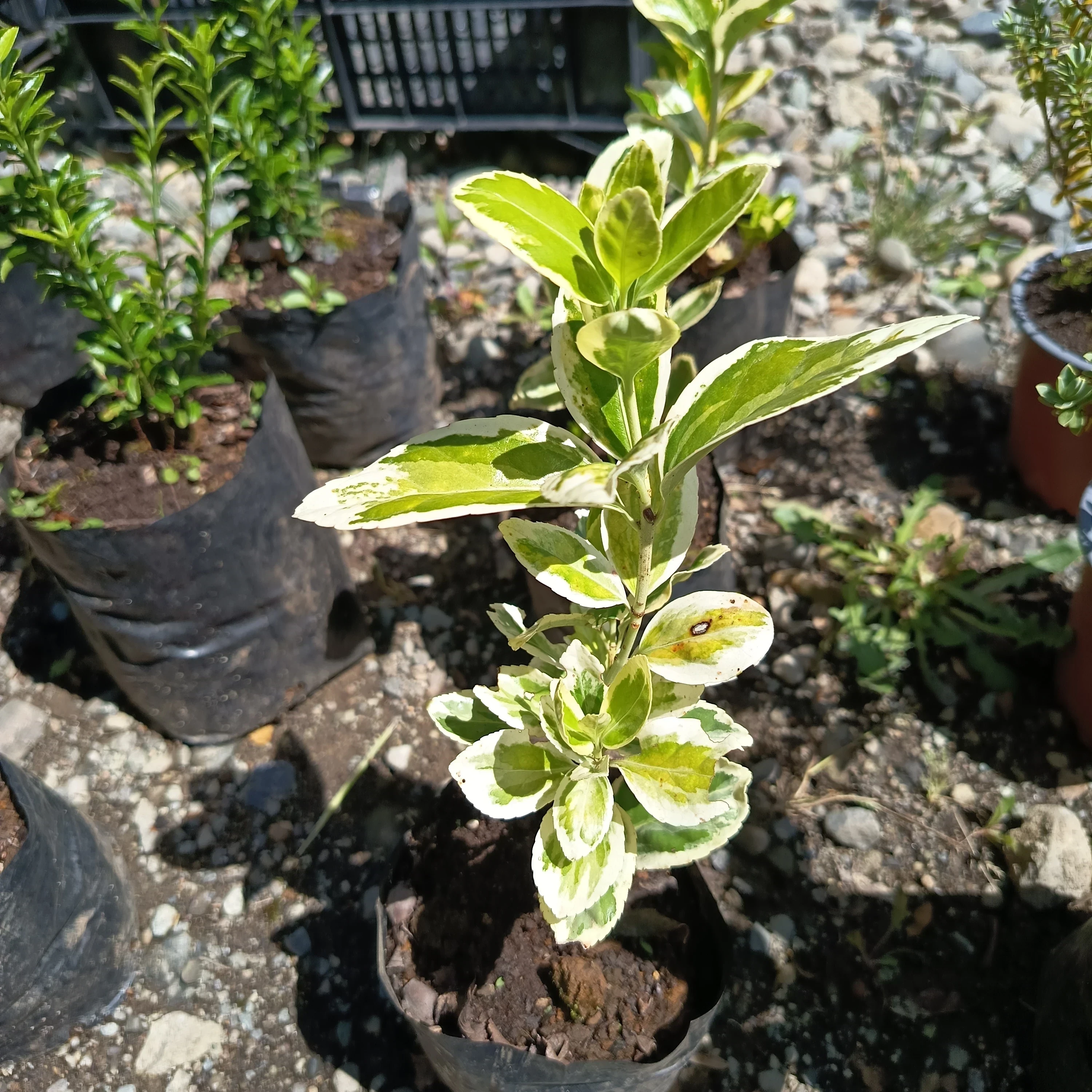 Evónimo Variegado Blanco (Euonymus Var.)