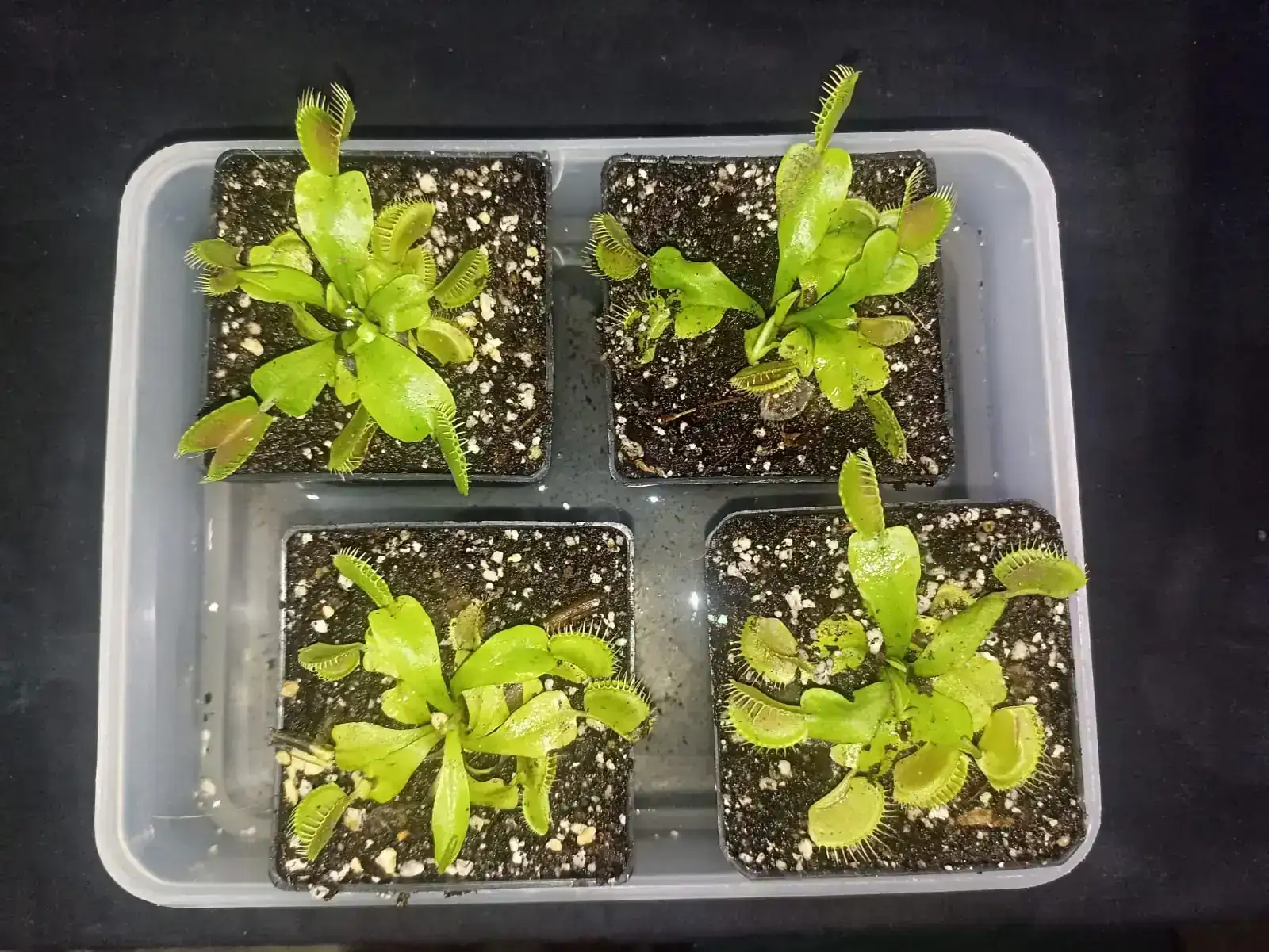 Planta carnívora venus atrapamoscas 