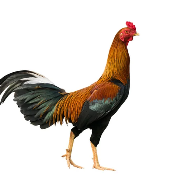 GALLOS AVIARIO