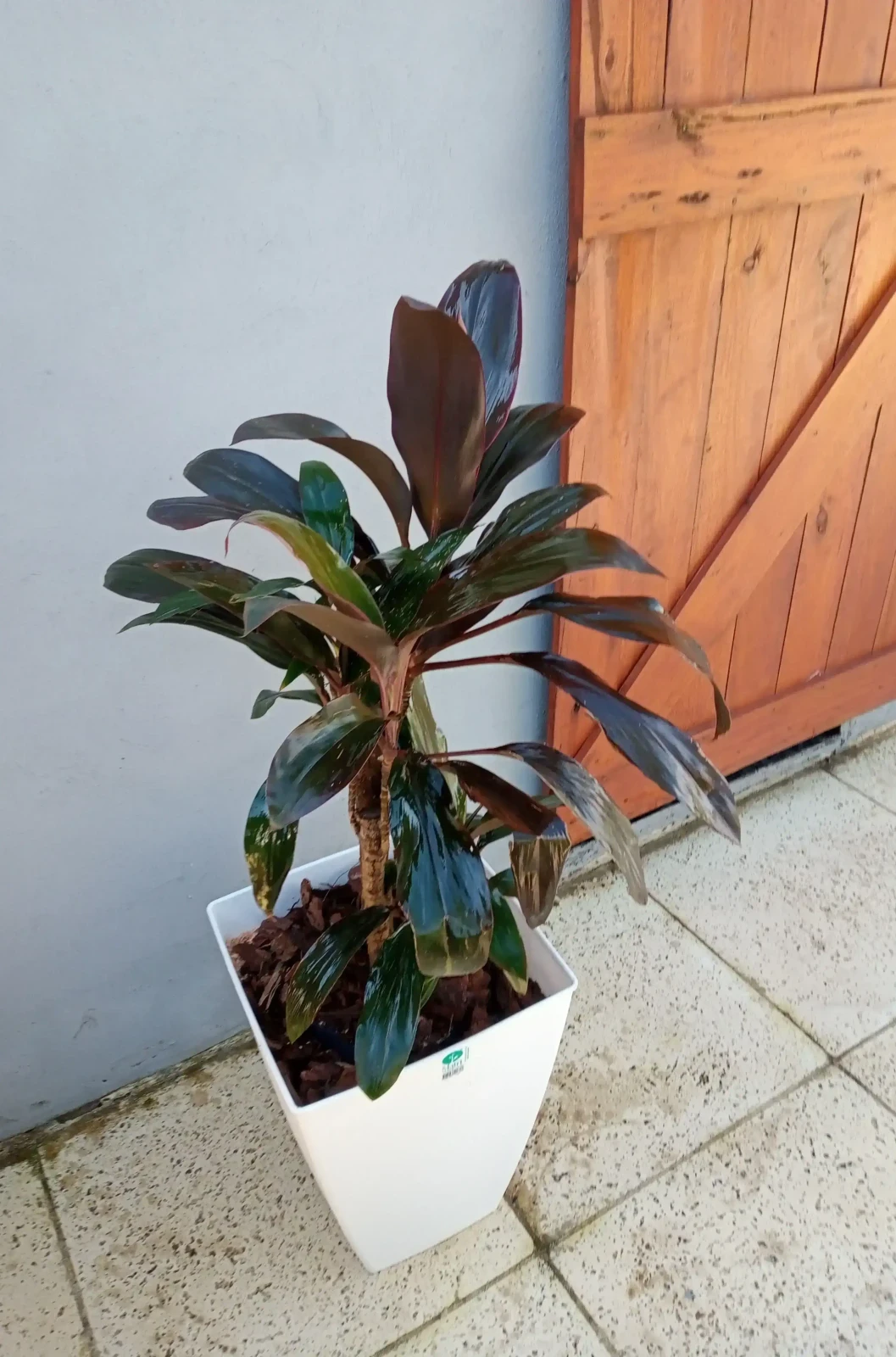 Dracena Rubra 3