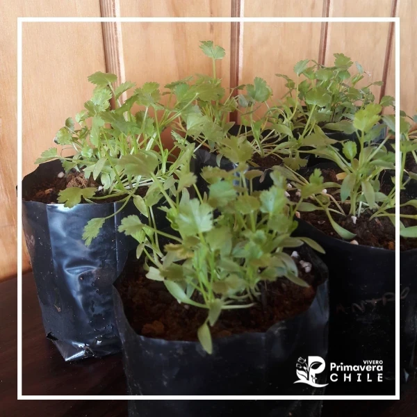 Almacigo Cilantro 2