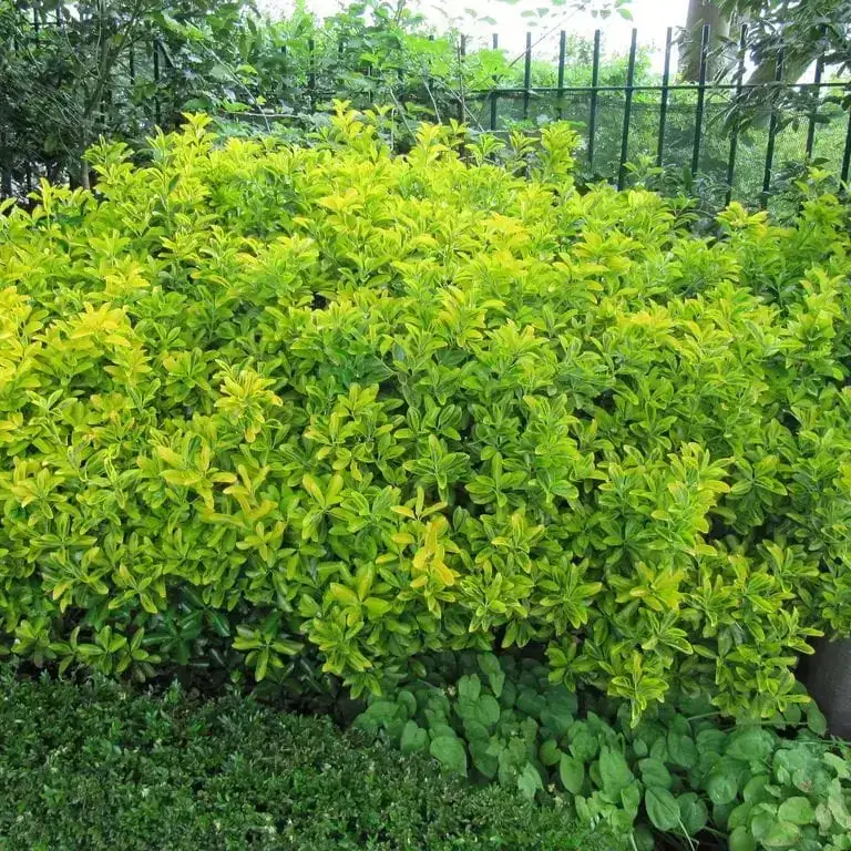 Evónimo verde 2