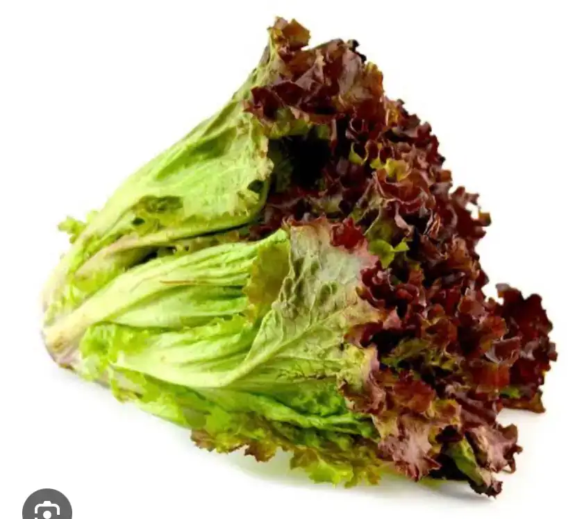 Lechuga sangria