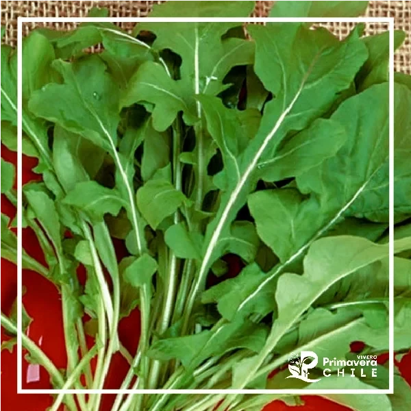 Semillas Rúcula Cultivada