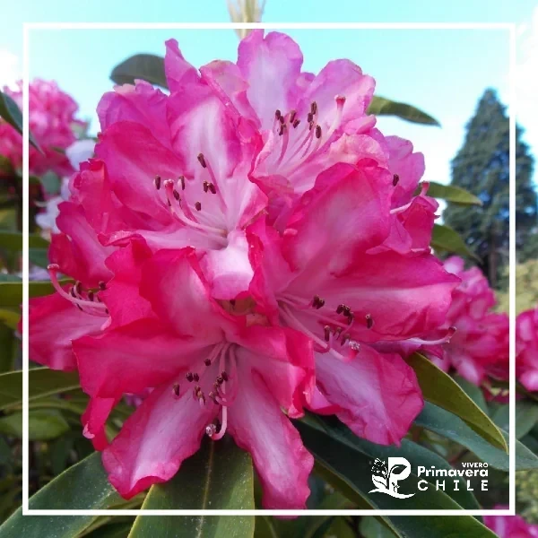 Rododendro Madame Guillerme 2