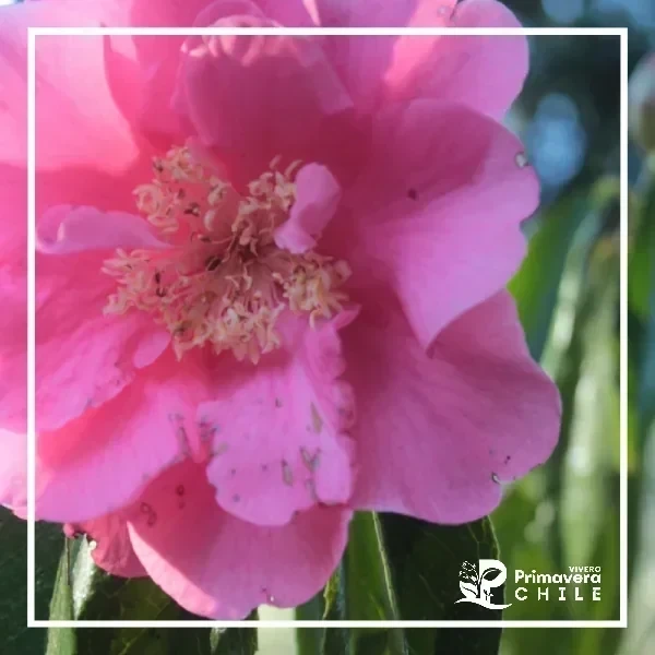 Camelia Reticulata Buddha 