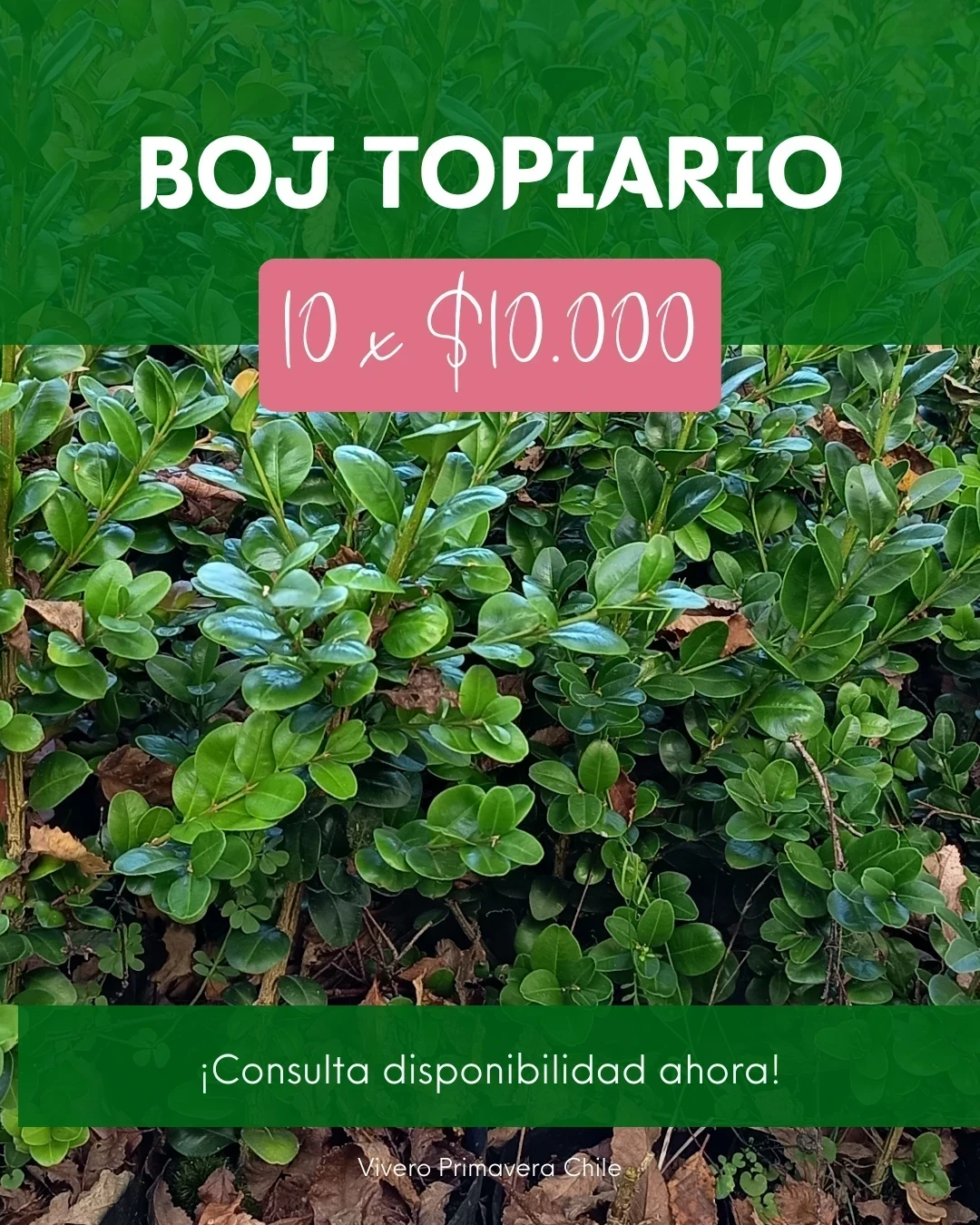 Boj Topiario 10 unds.
