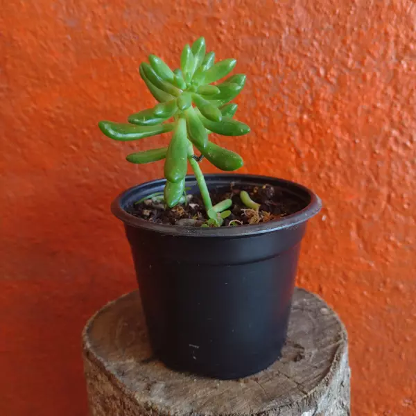 Sedum