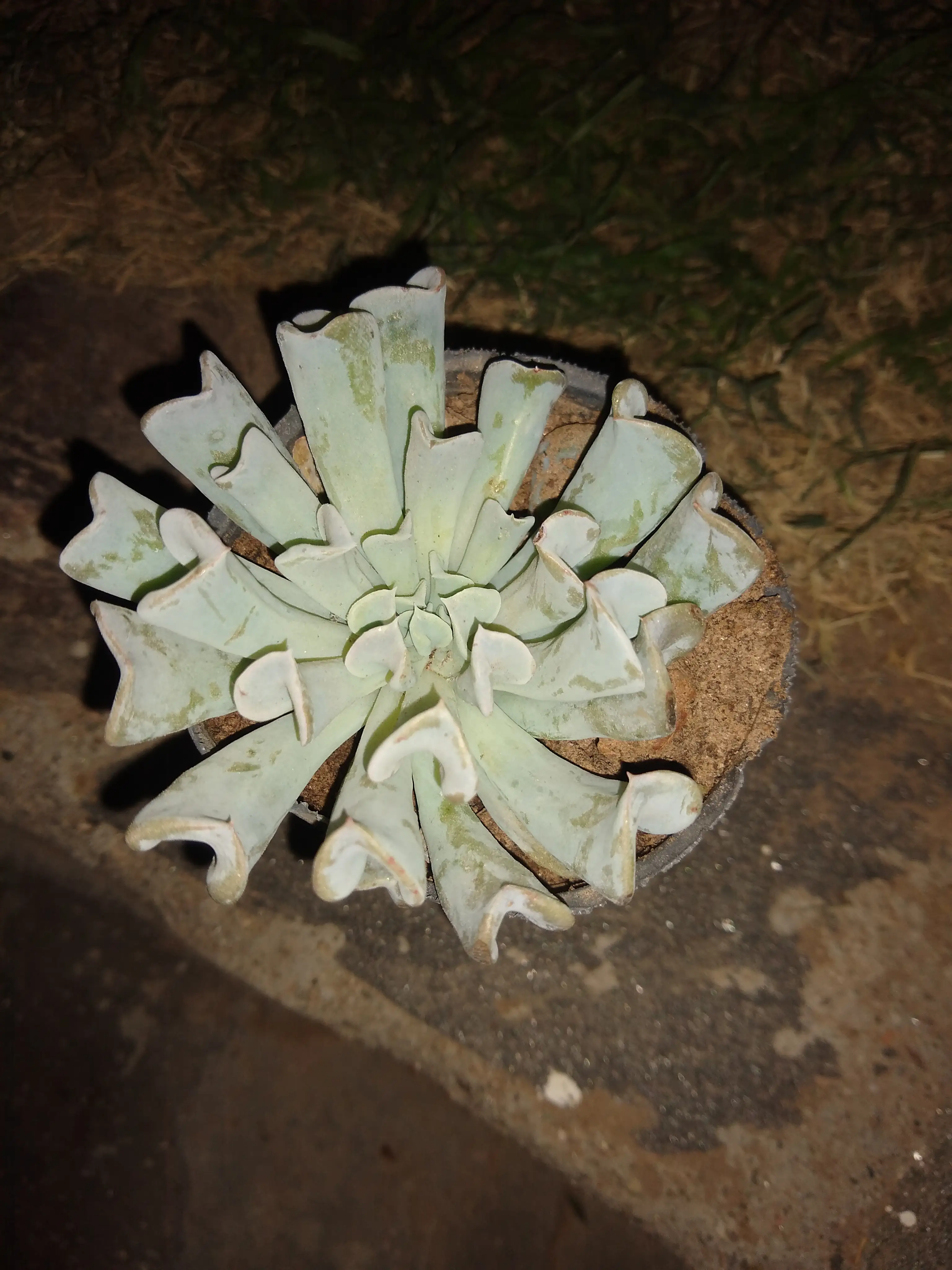 Echeverria Runyonii