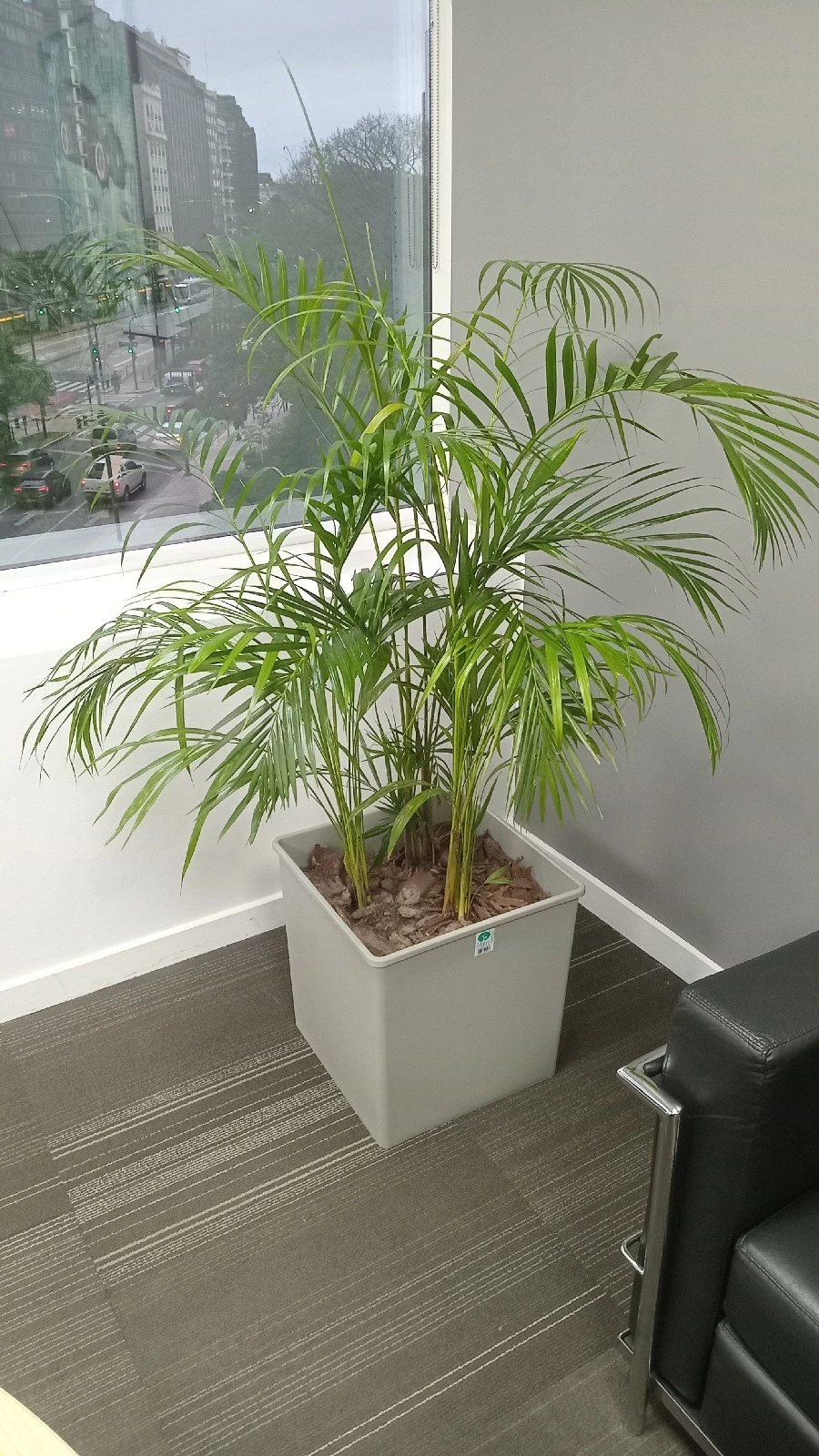 Areca en Maceta