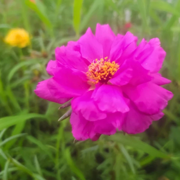 Portulaca 2