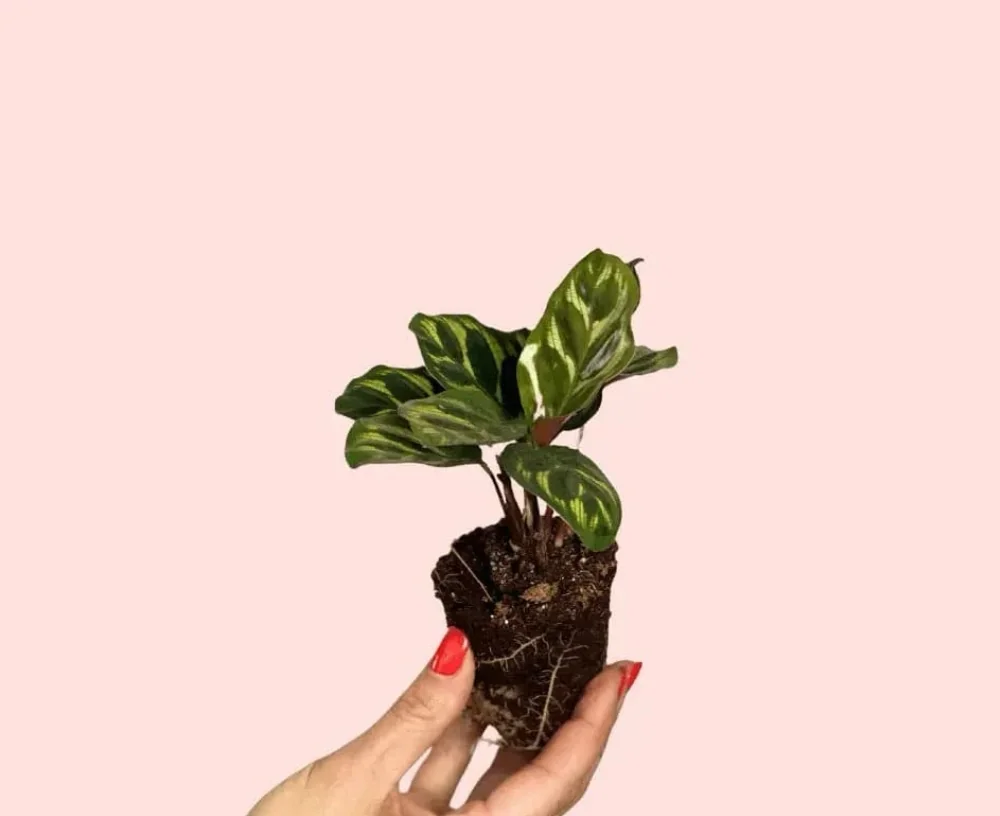 CALATHEA MAKOYANA