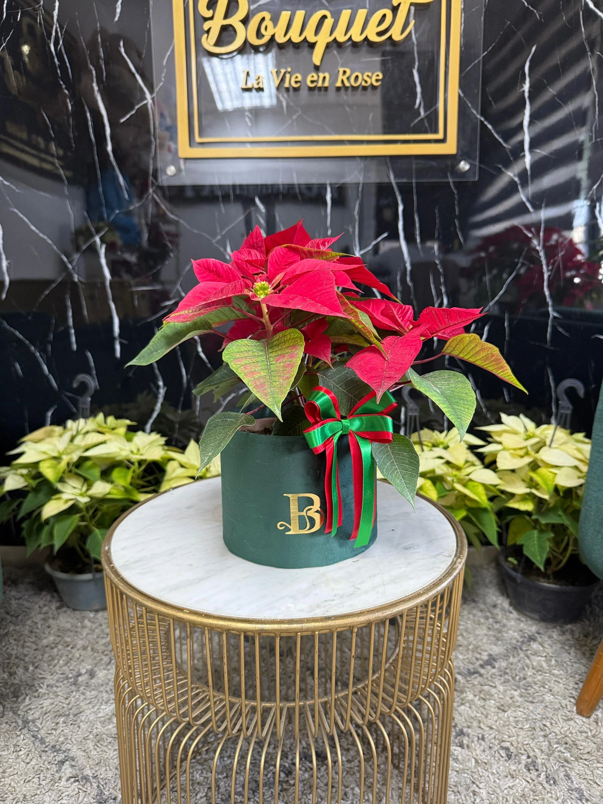 Planta de navidad pequeña 